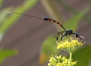 オオコンボウヤセバチ ホソナガイ宇宙人 編 ときどき野虫の会