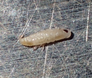 クロゴキブリの卵 プラスチックの小さいカプセル 編 ときどき野虫の会