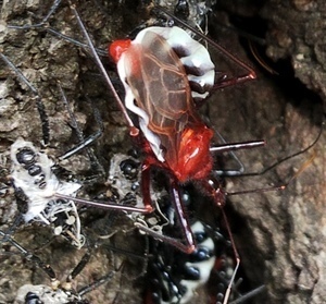 ヨコヅナサシガメ 桜の古木の赤と黒 編 ときどき野虫の会