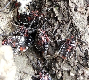 ヨコヅナサシガメ 桜の古木の赤と黒・編: ときどき野虫の会