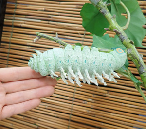 ヨナグニサン 2匹の蛇を従えている・編: ときどき野虫の会