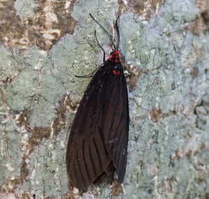 クロツバメ 2頭 クロツバメ 漆黒のホタルガ・編: ときどき野虫の会