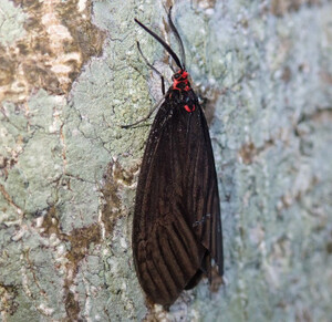 クロツバメ 2頭 クロツバメ 2頭 南島漂流記